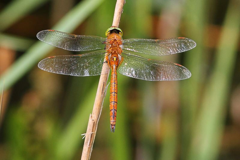 Aeshna isoceles (Green-eyed Hawker) male 1.JPG